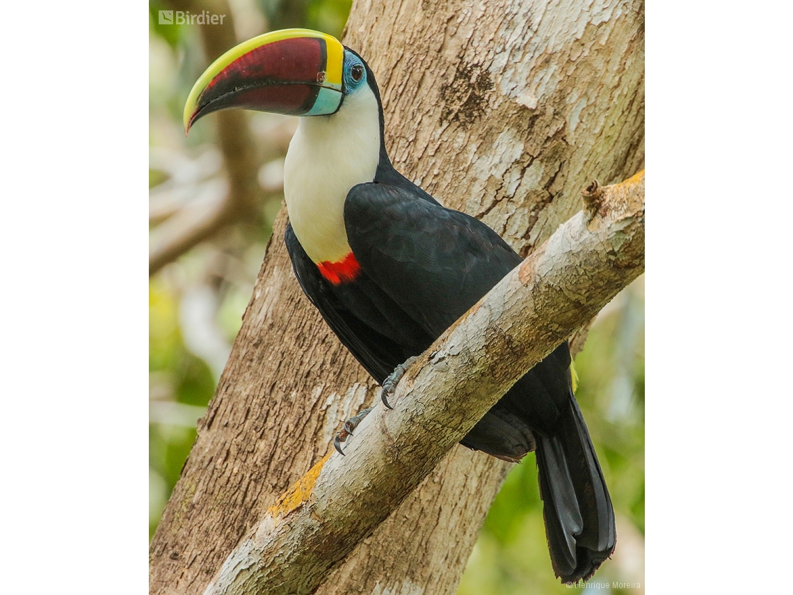 Ramphastos tucanus