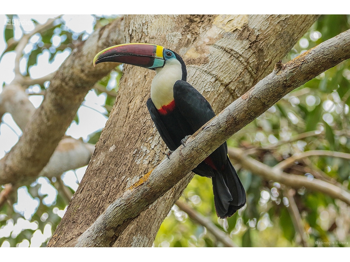 Ramphastos tucanus