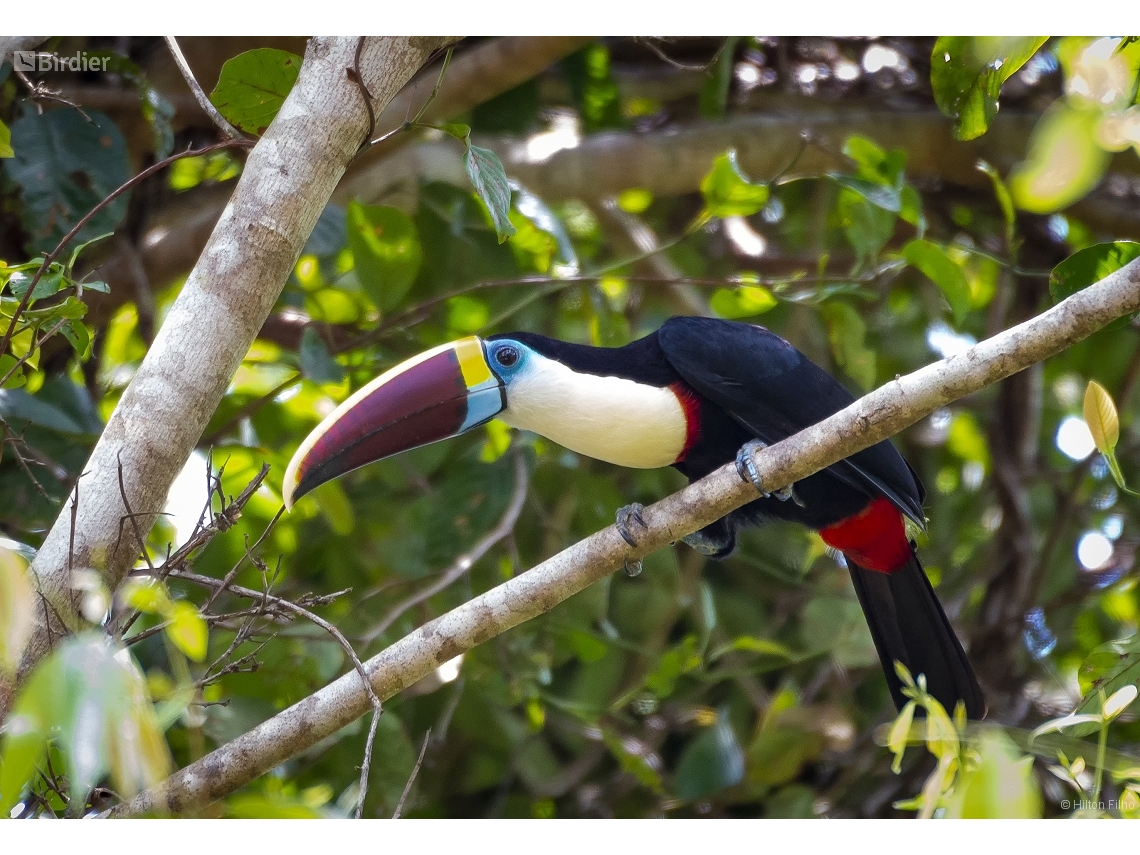 Ramphastos tucanus