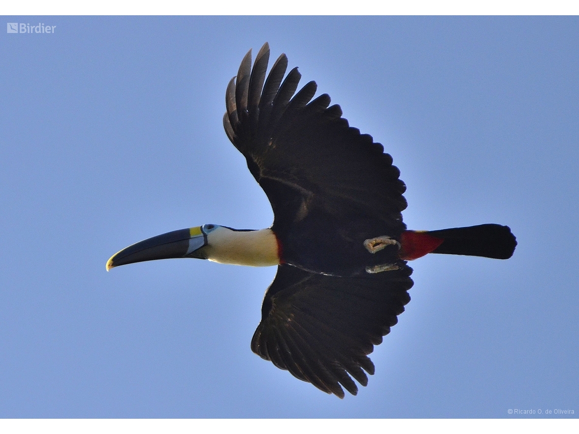 Ramphastos tucanus