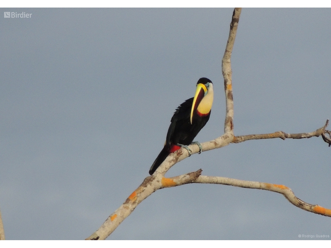 Ramphastos tucanus