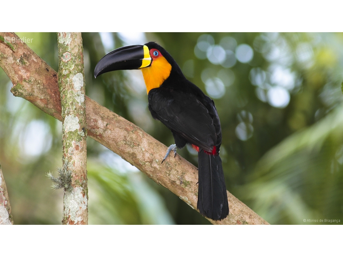 Ramphastos vitellinus