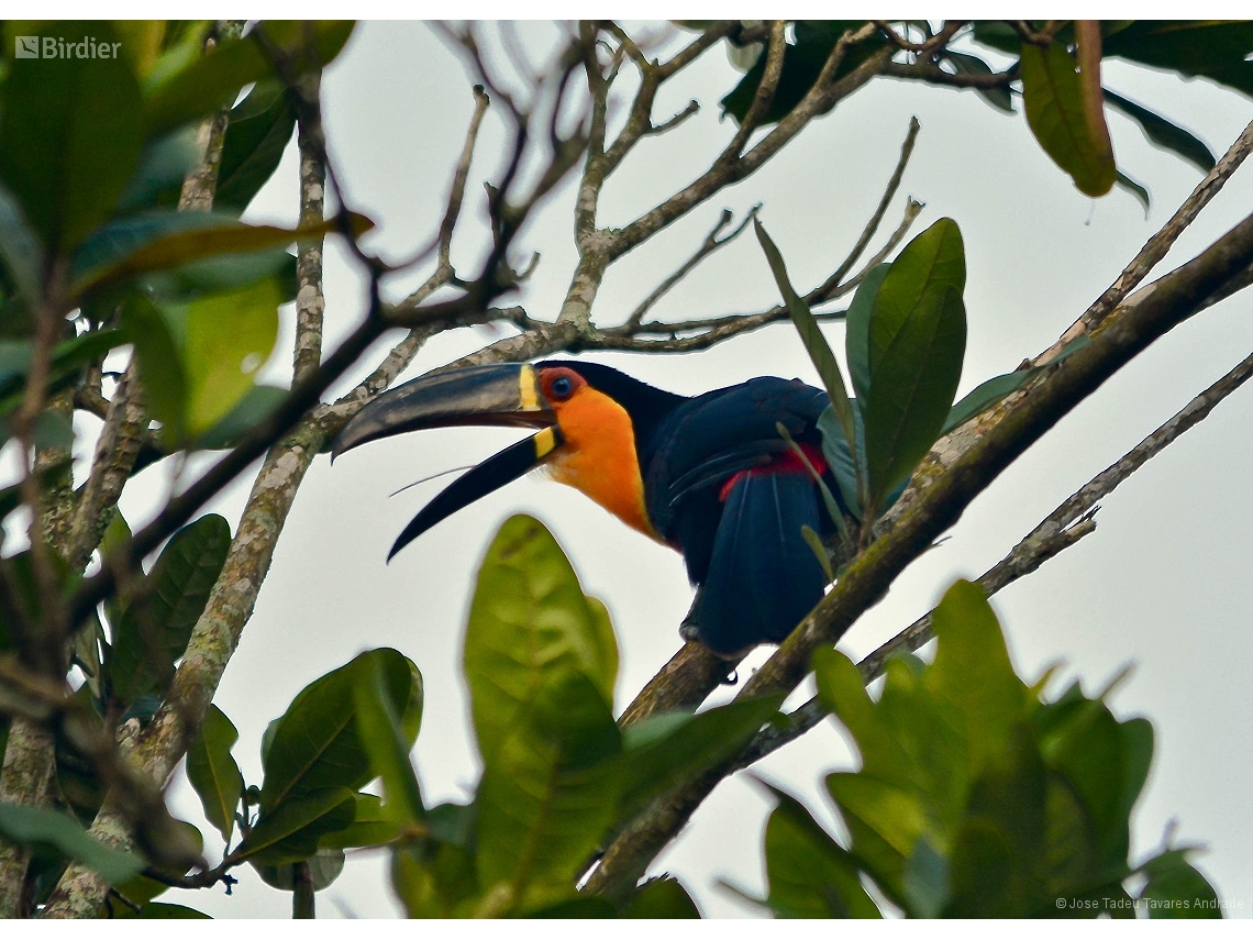 Ramphastos vitellinus