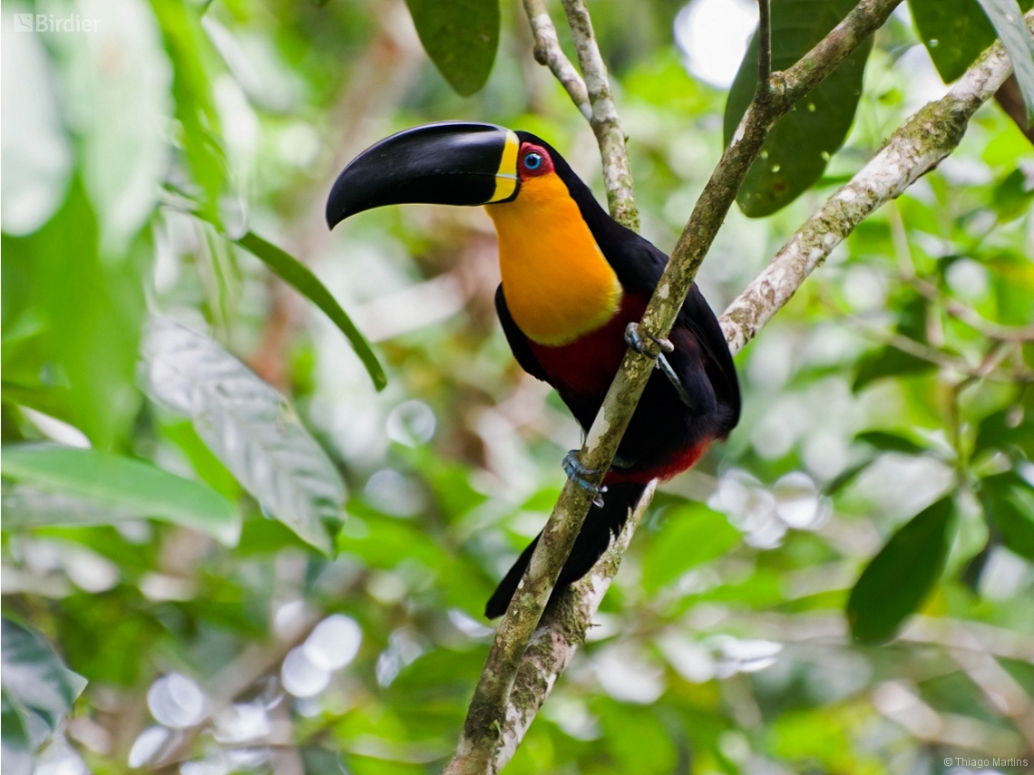 Ramphastos vitellinus