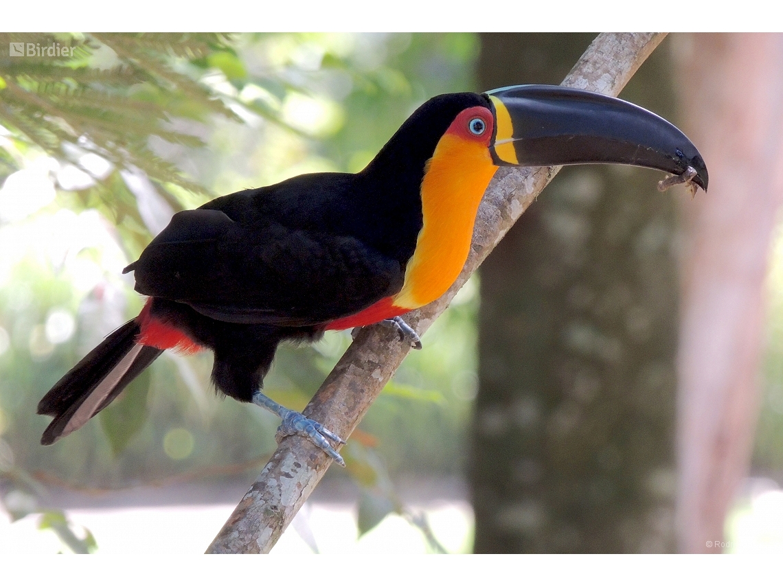 Ramphastos vitellinus