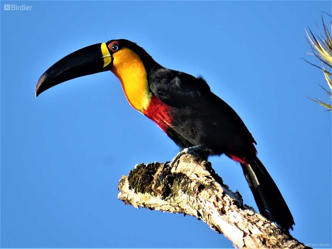 Ramphastos vitellinus