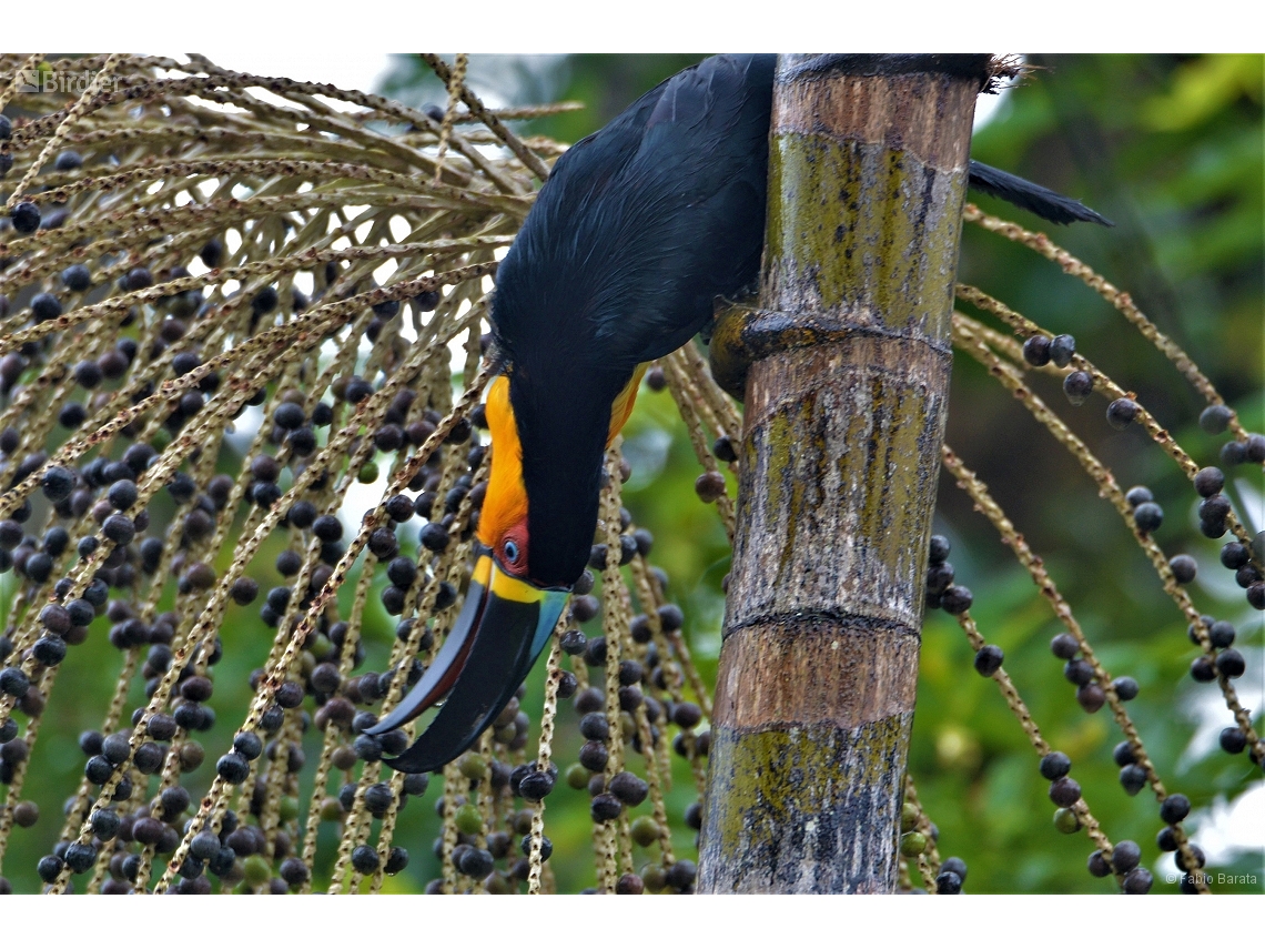 Ramphastos vitellinus