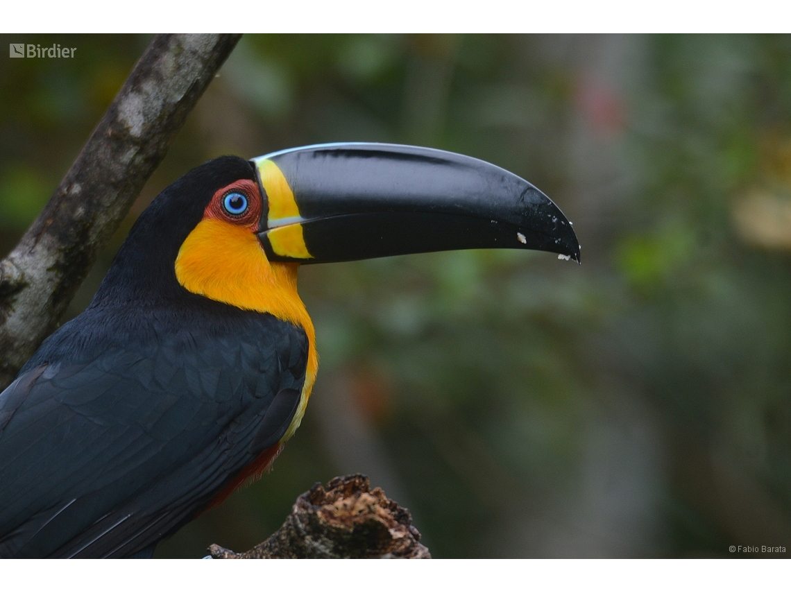 Ramphastos vitellinus