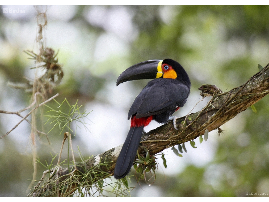 Ramphastos vitellinus