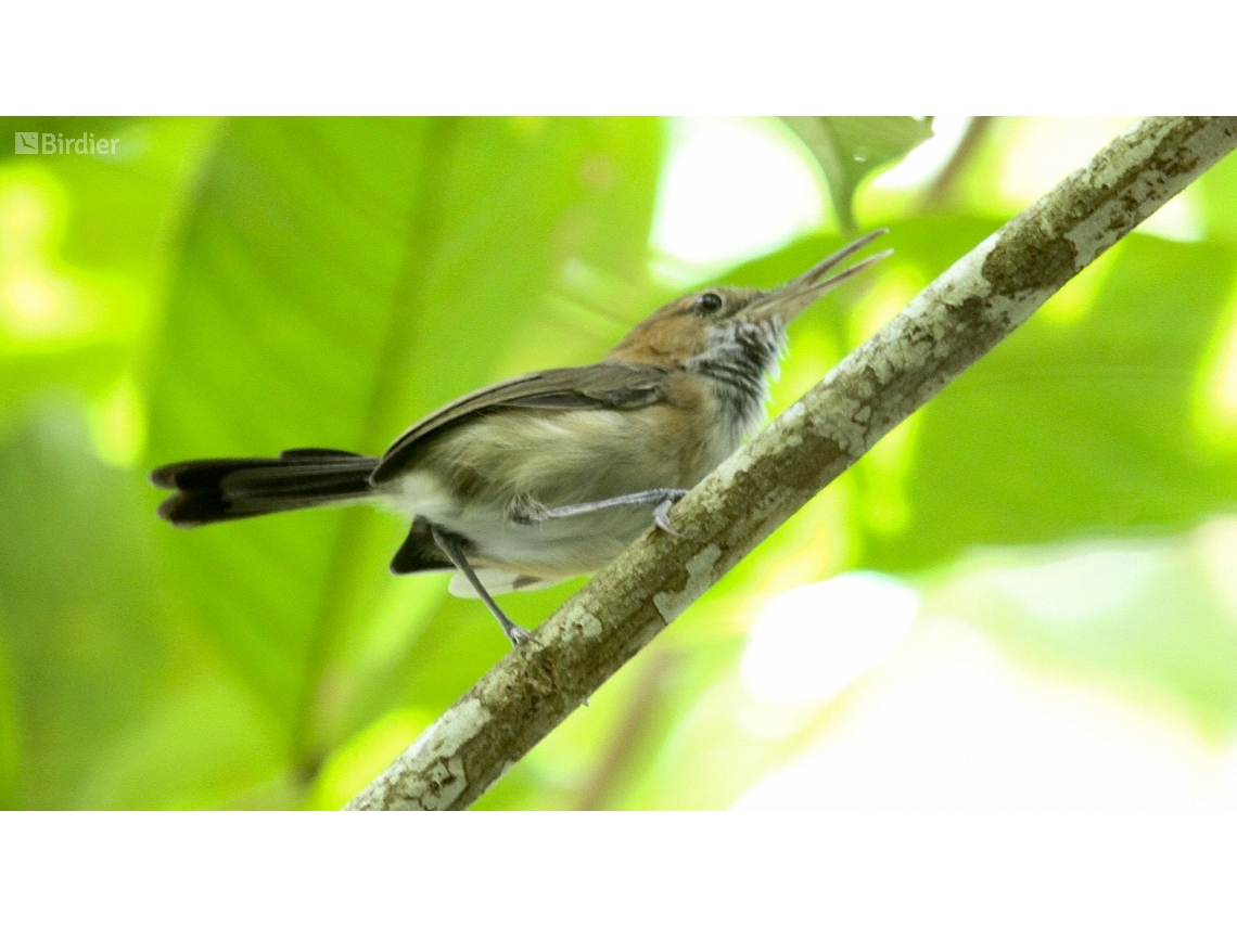 Ramphocaenus melanurus