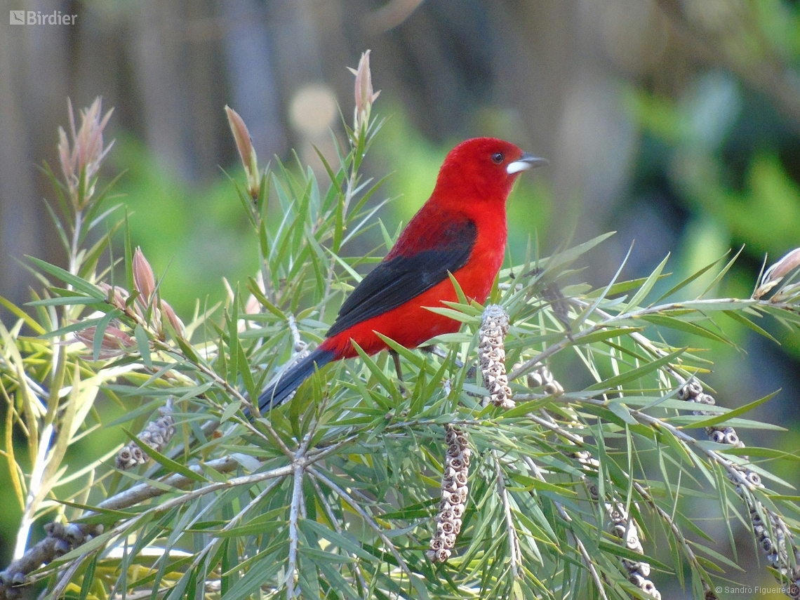 Ramphocelus bresilia