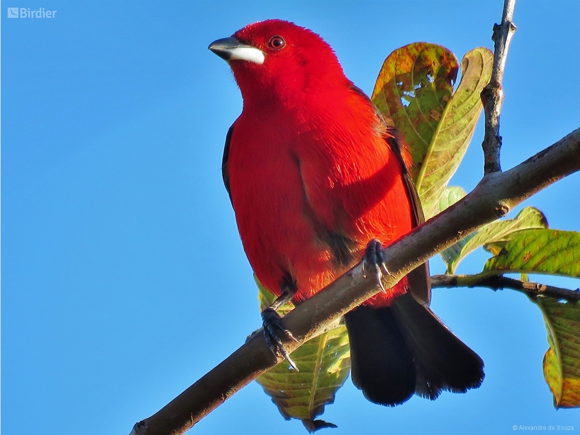 Ramphocelus bresilius