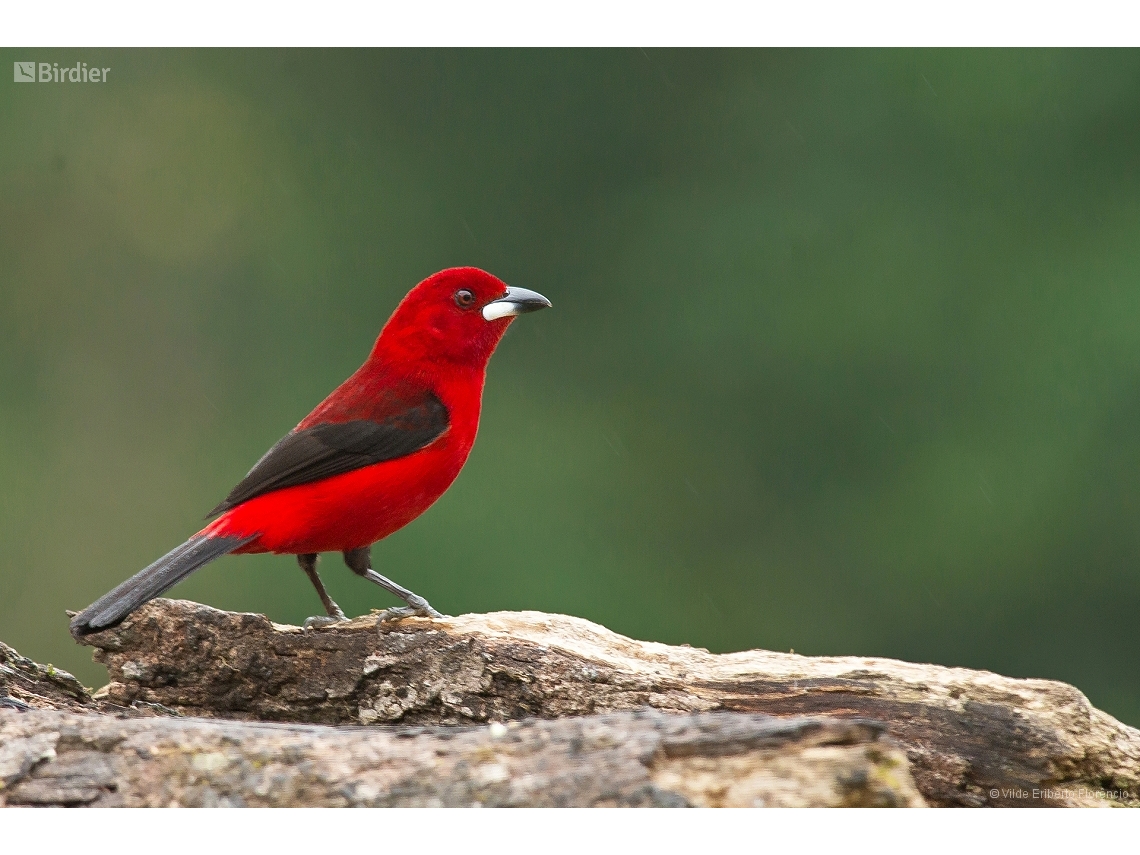 Ramphocelus bresilia