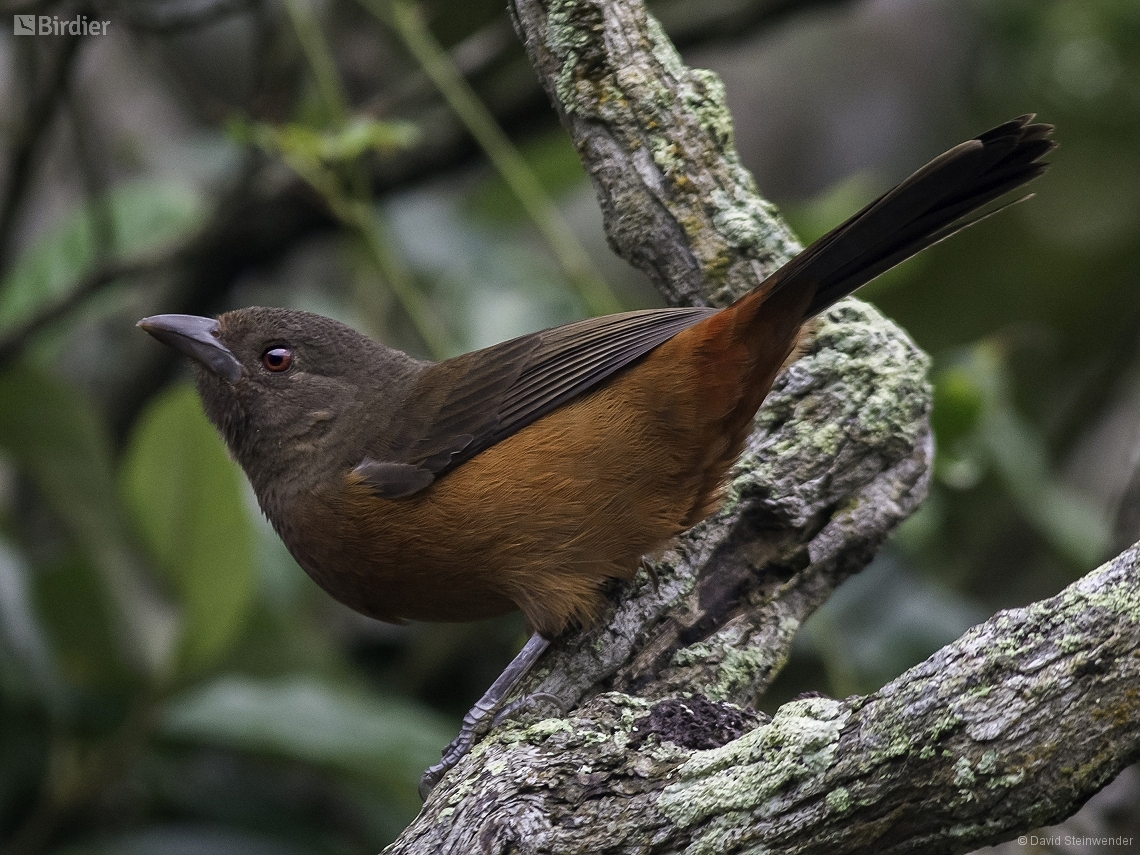 Ramphocelus bresilia