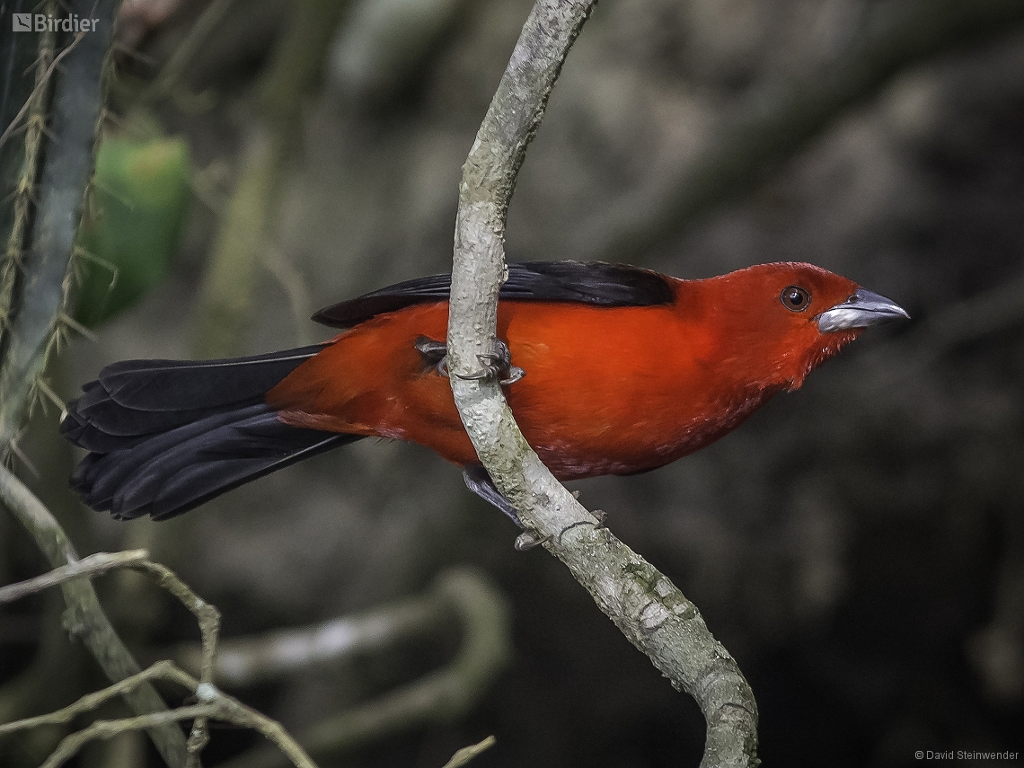 Ramphocelus bresilia