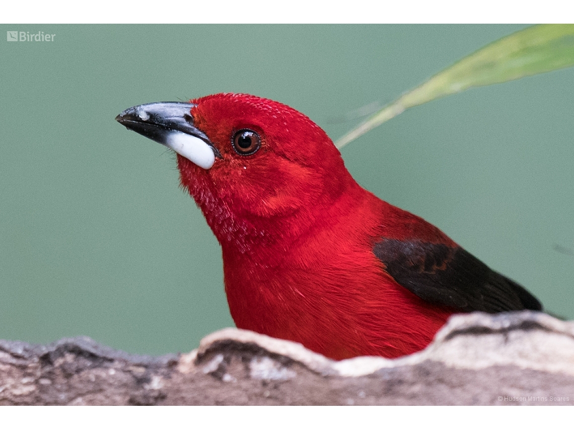Ramphocelus bresilia