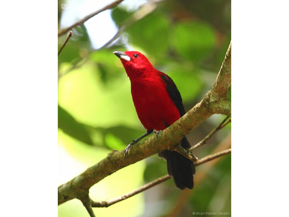 Ramphocelus bresilia