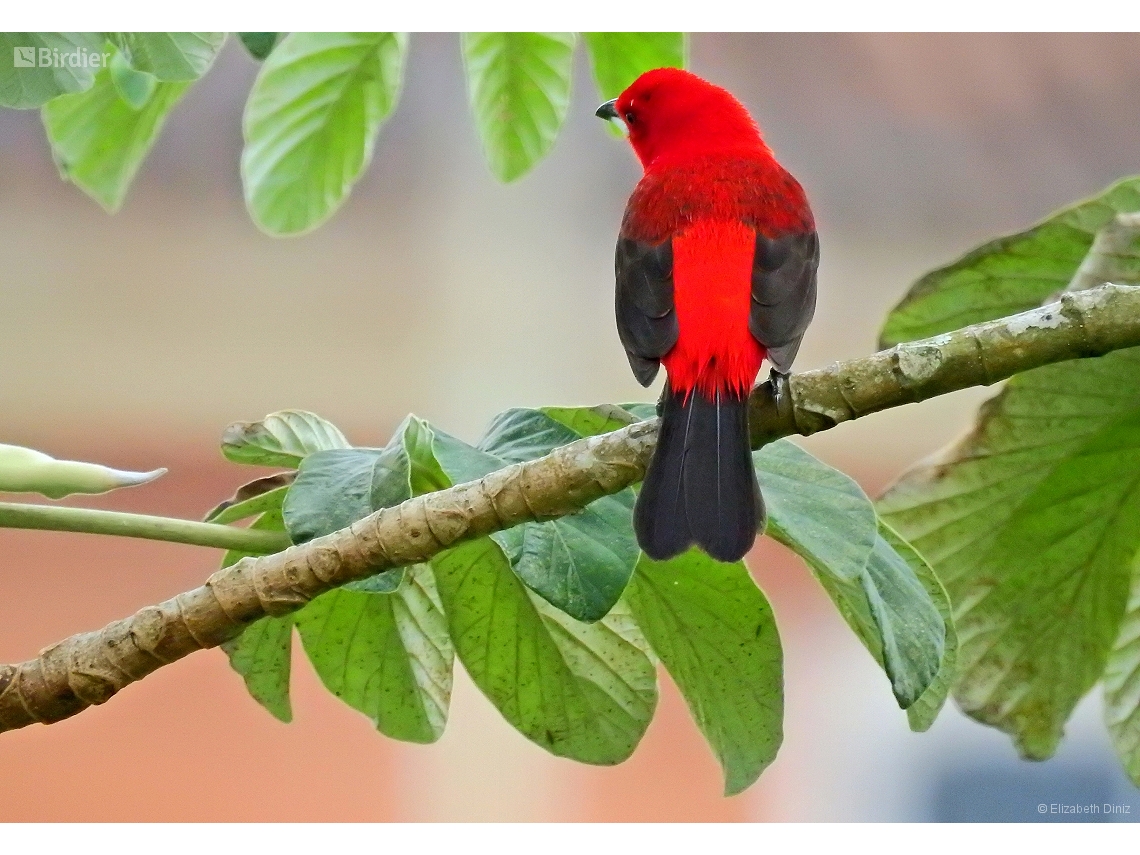 Ramphocelus bresilia