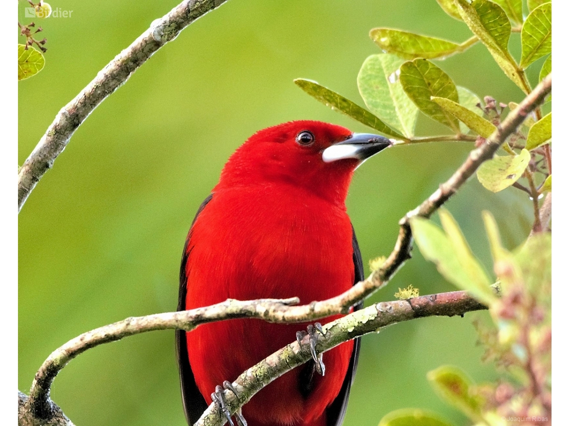 Ramphocelus bresilia