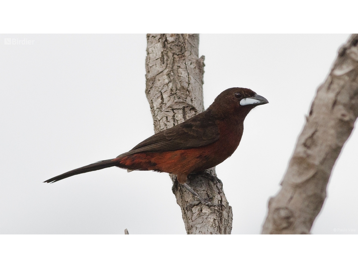 Ramphocelus carbo