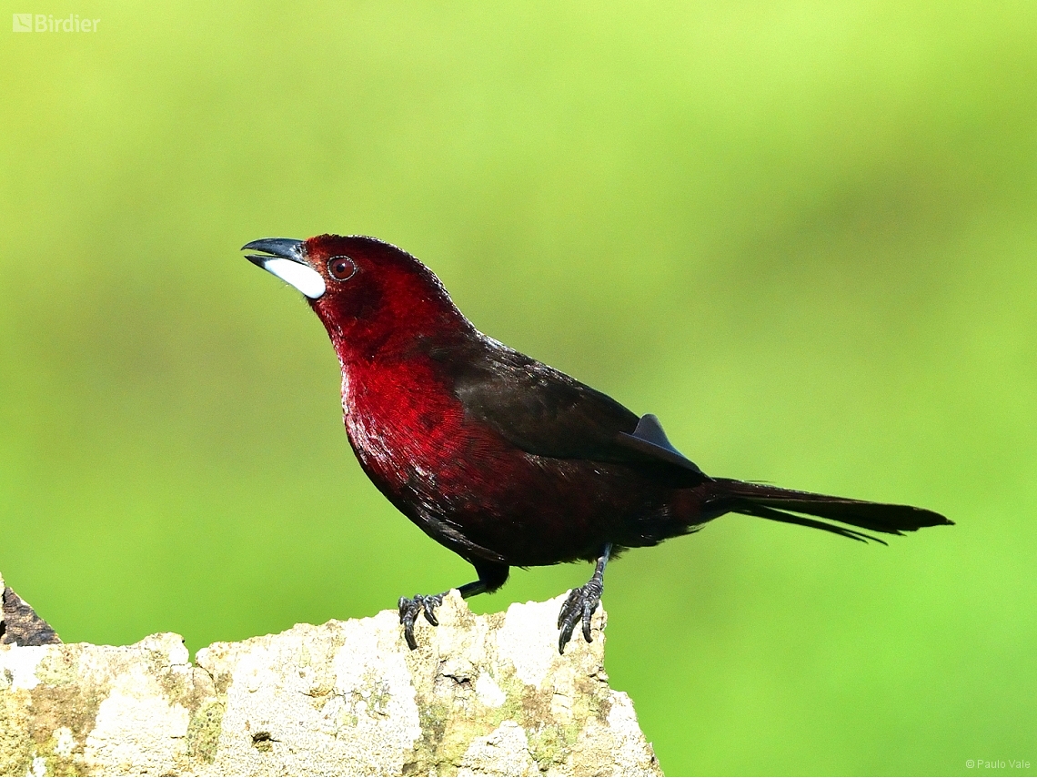 Ramphocelus carbo