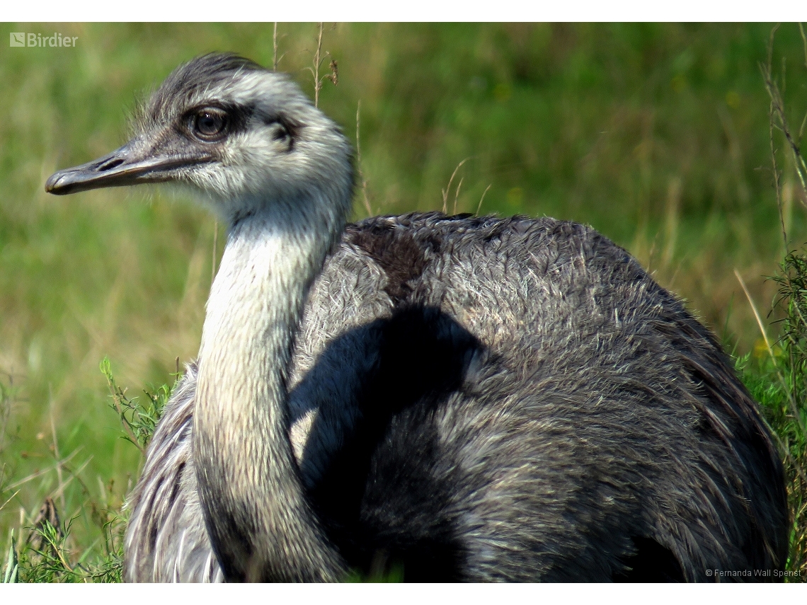 Rhea americana