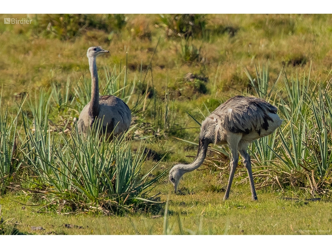 Rhea americana