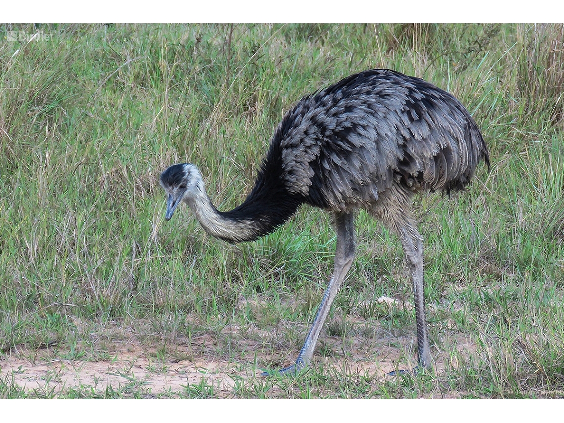 Rhea americana