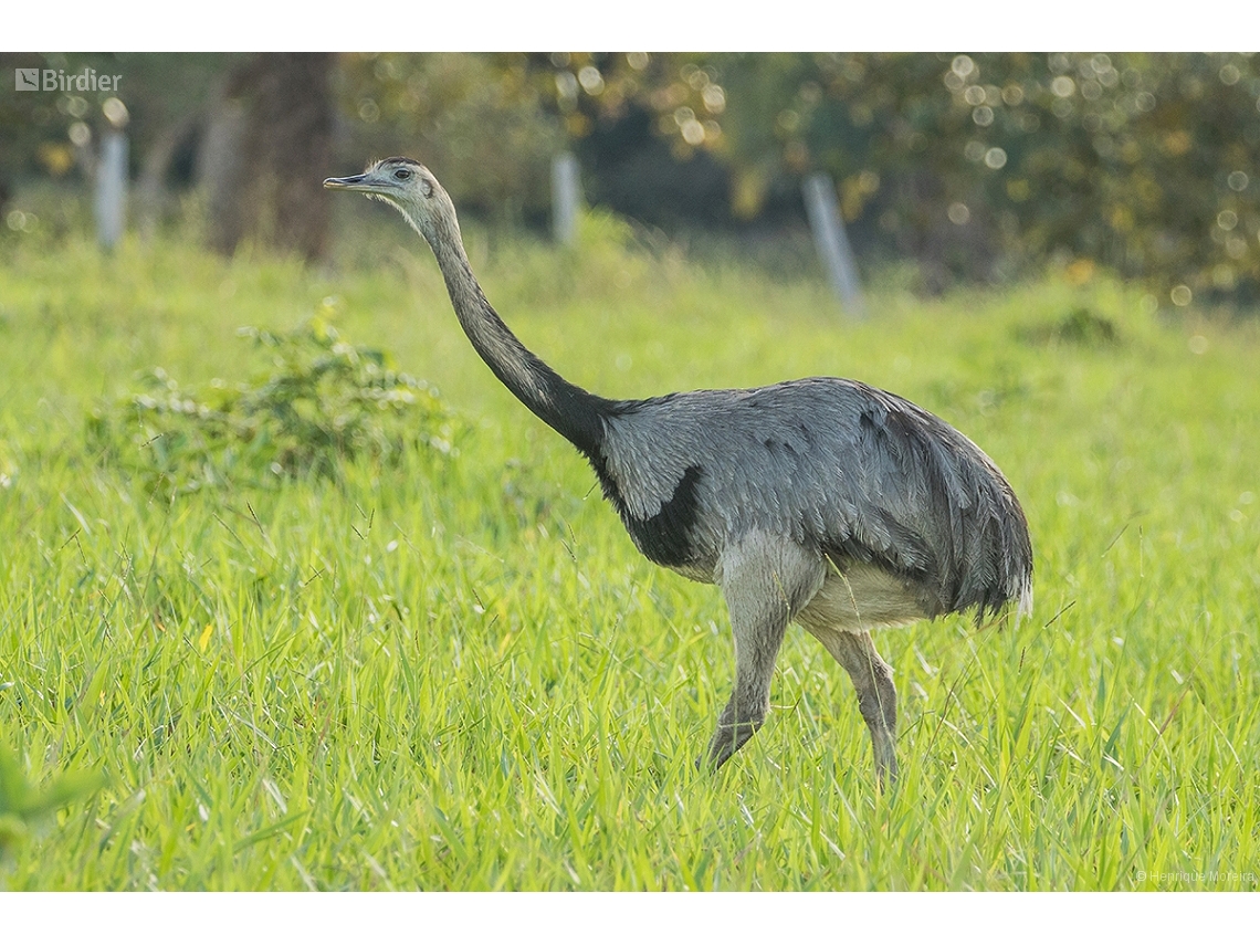 Rhea americana