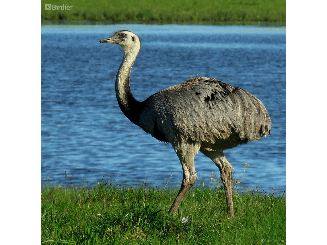 Rhea americana