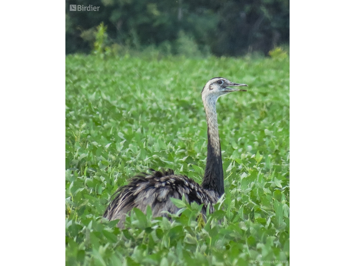 Rhea americana