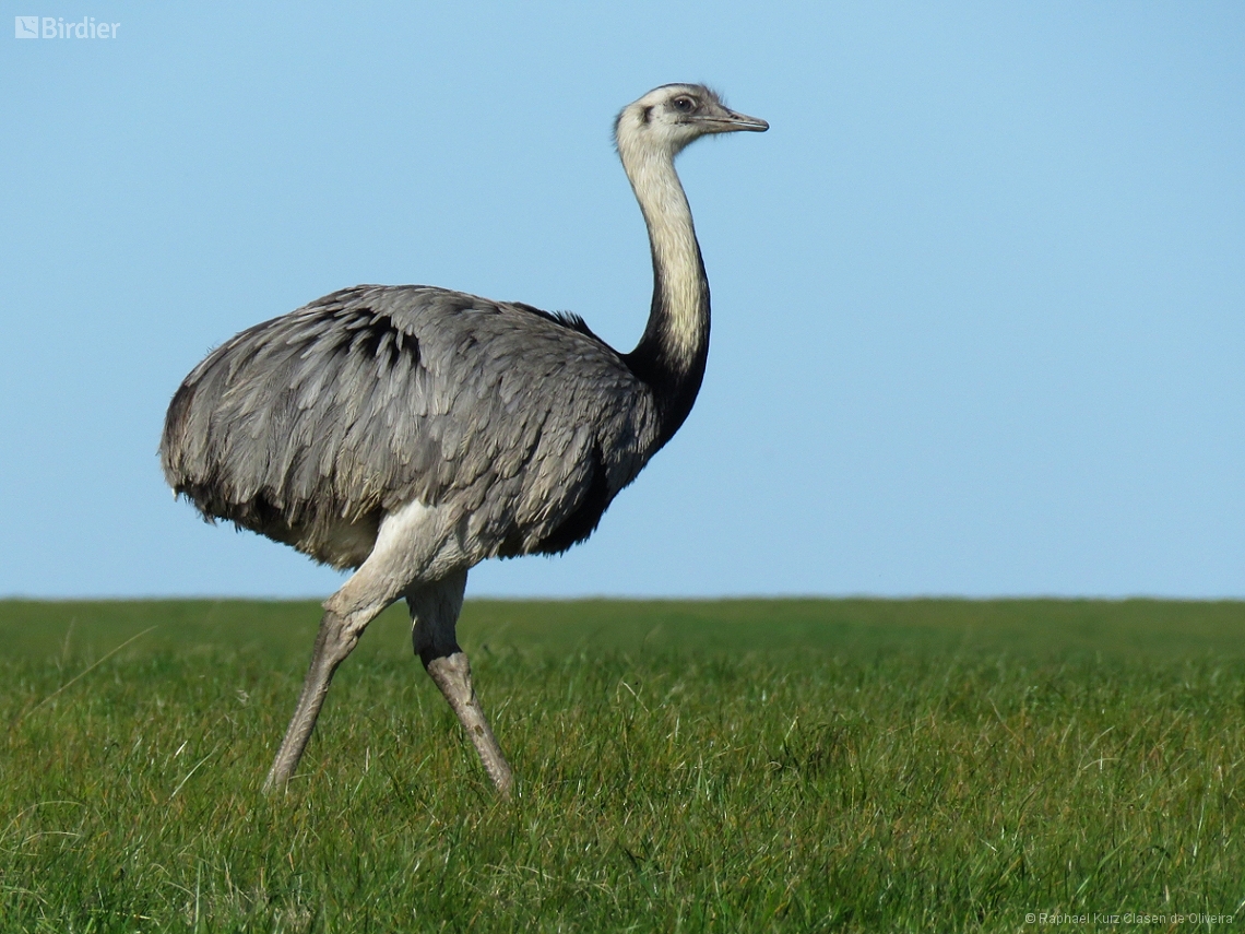 Rhea americana