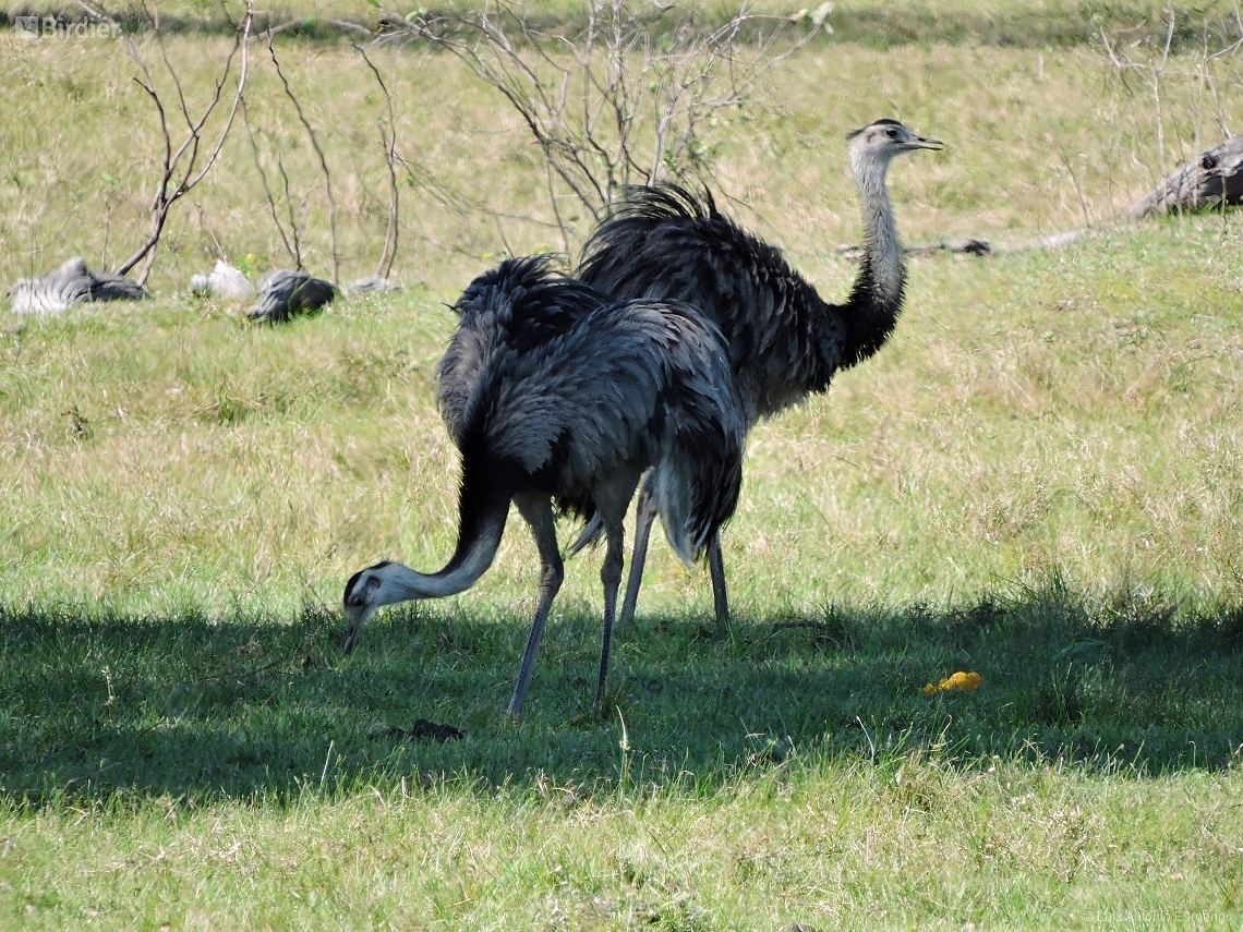 Rhea americana