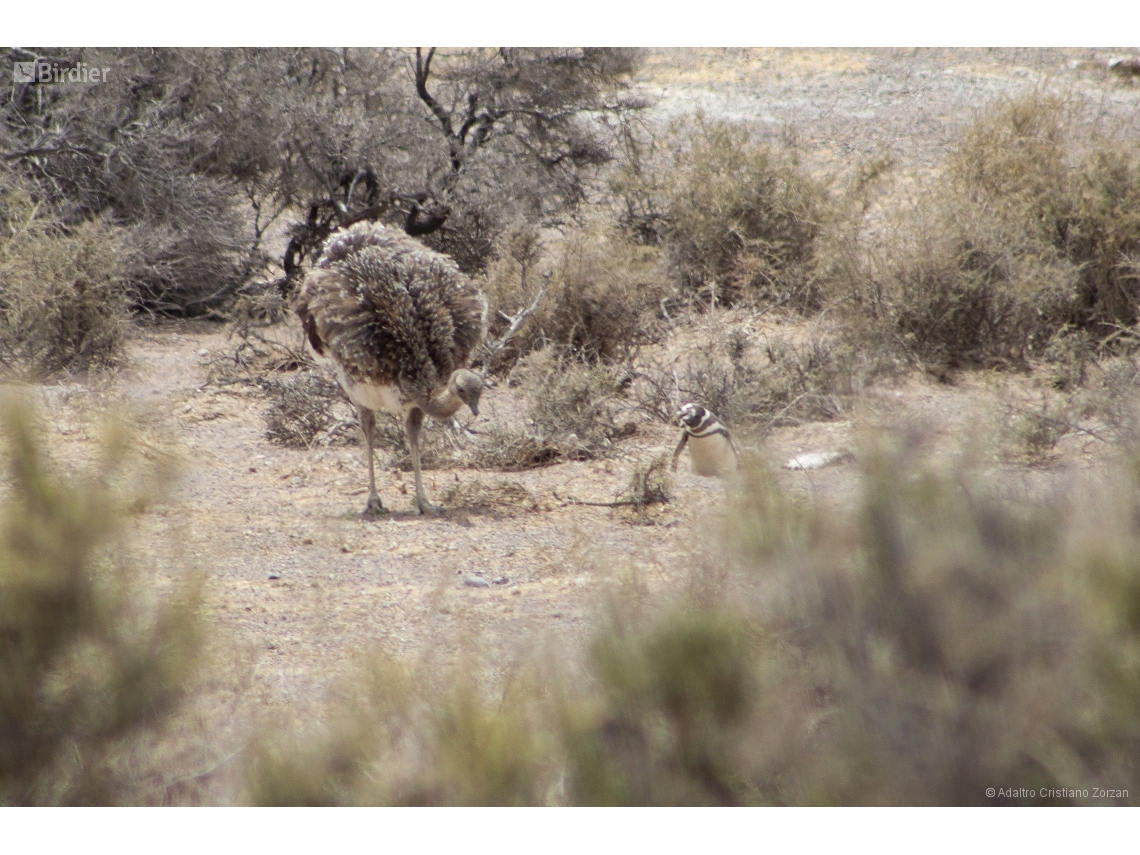 Rhea pennata