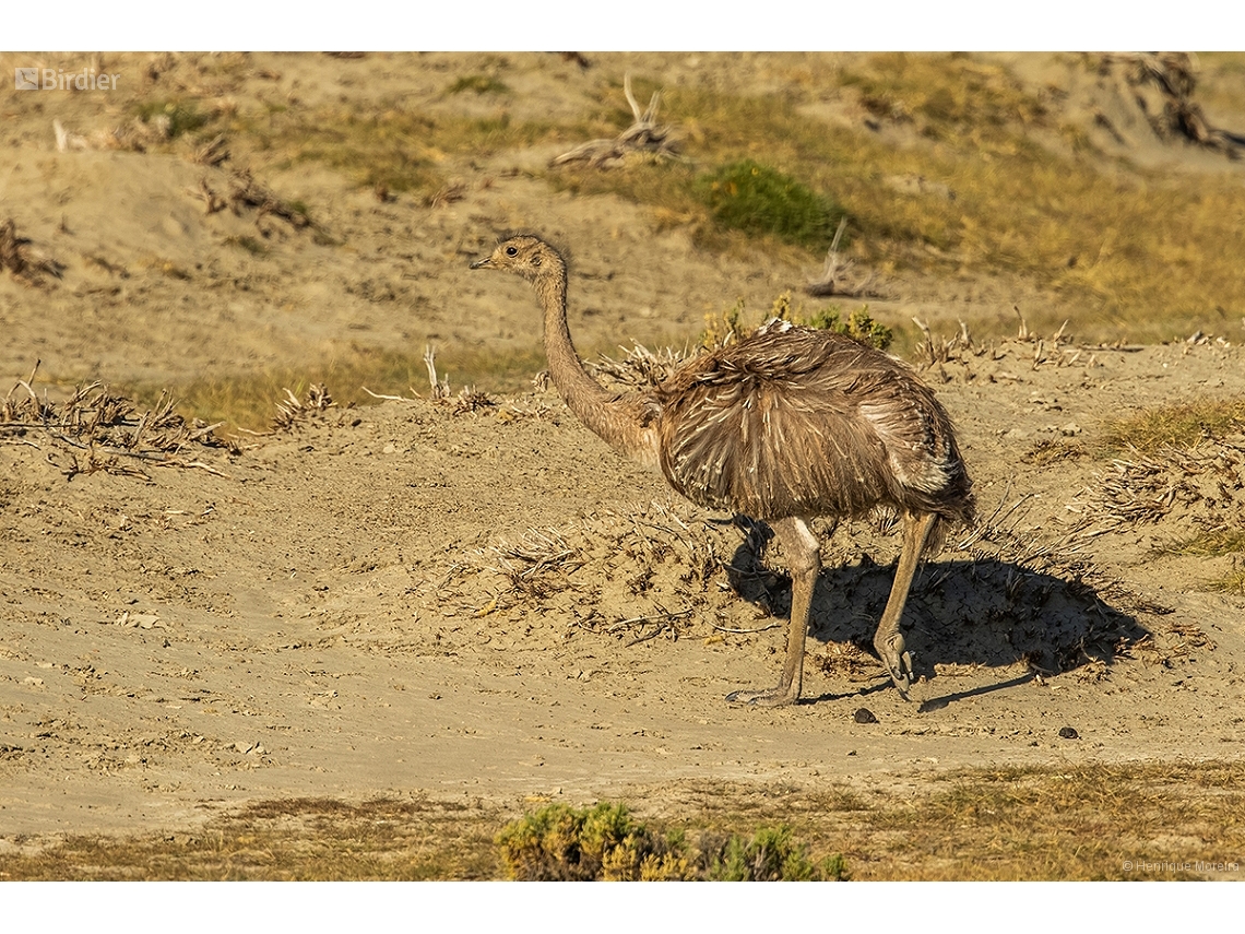 Rhea pennata