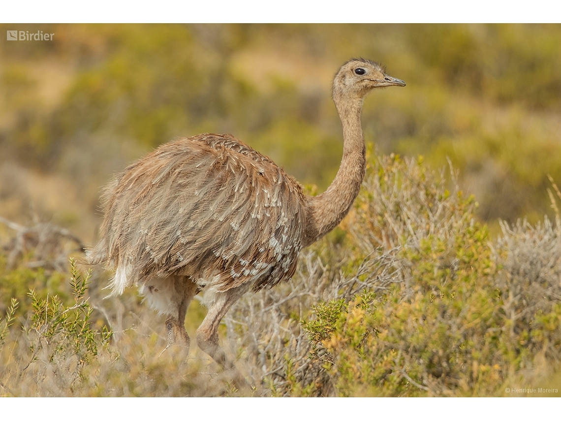 Rhea pennata