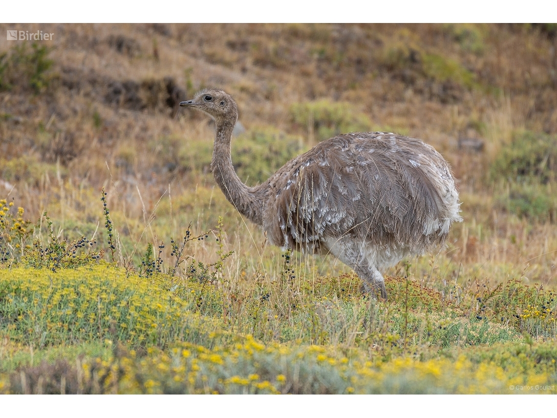 Rhea pennata