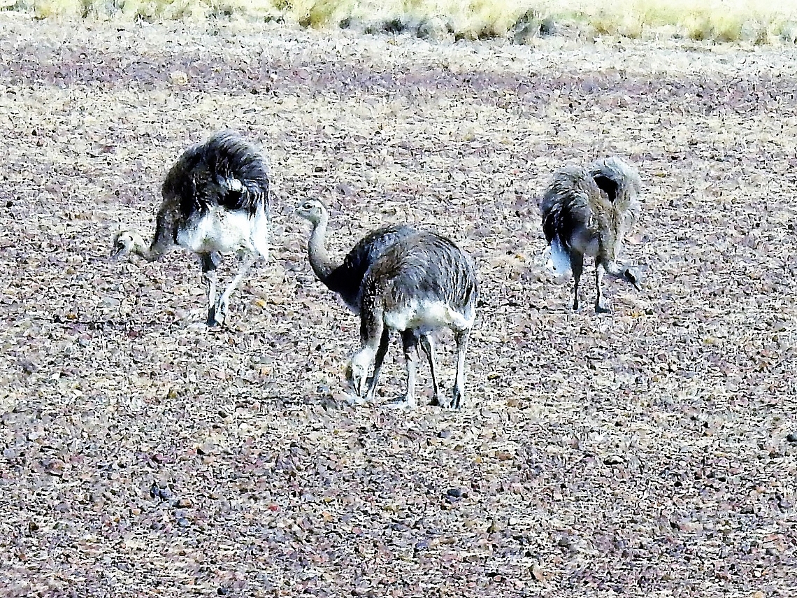 Rhea pennata