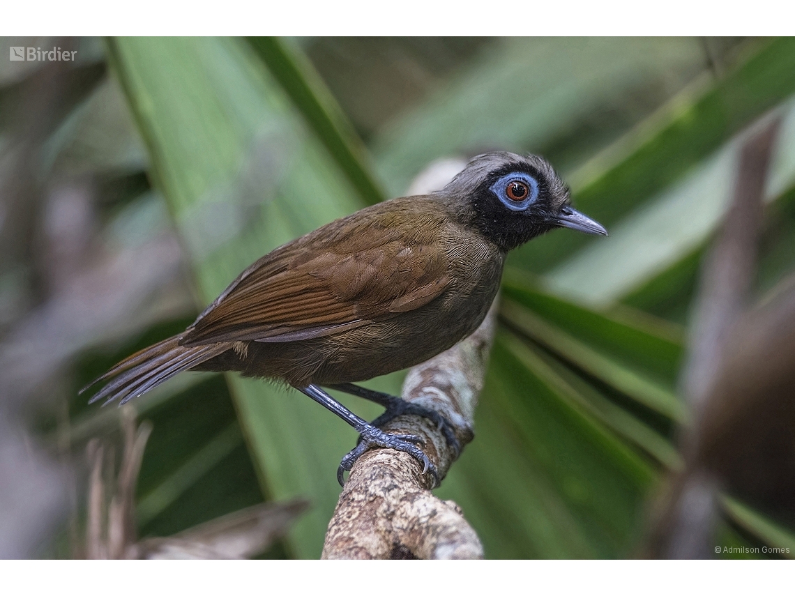 Rhegmatorhina melanosticta