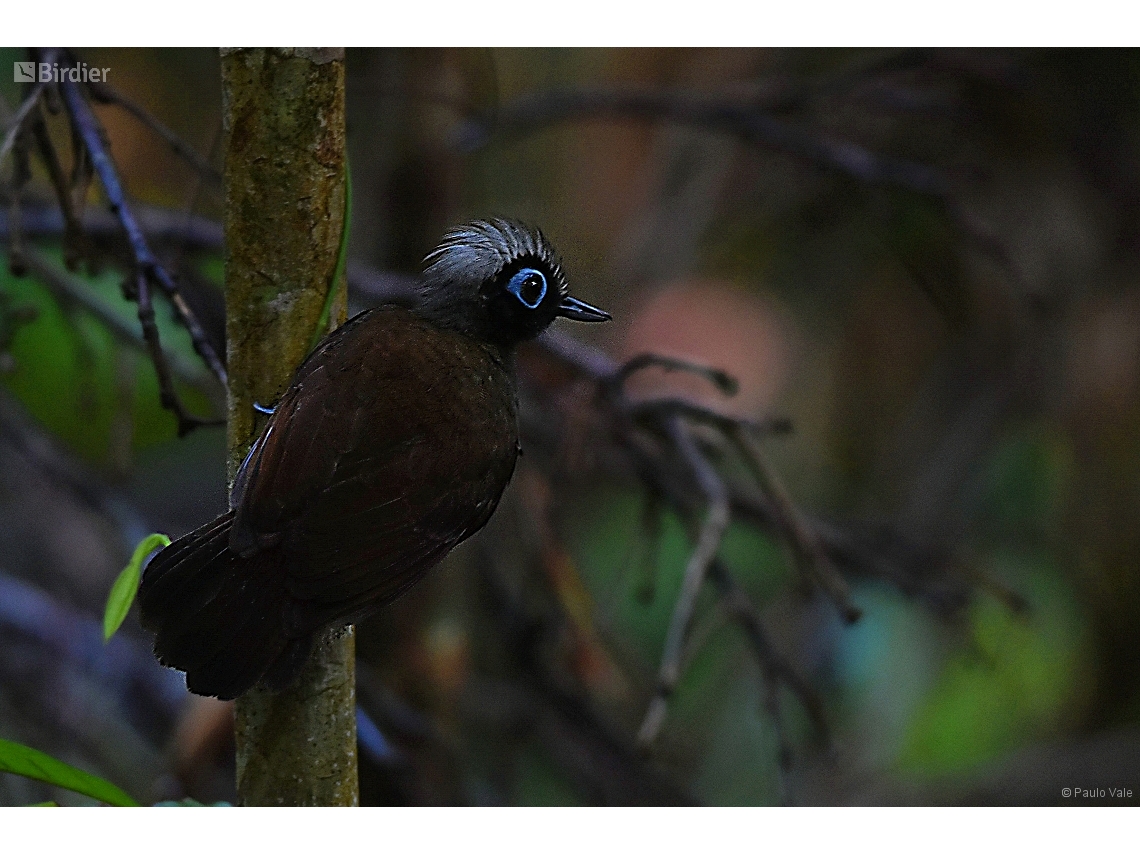 Rhegmatorhina melanosticta