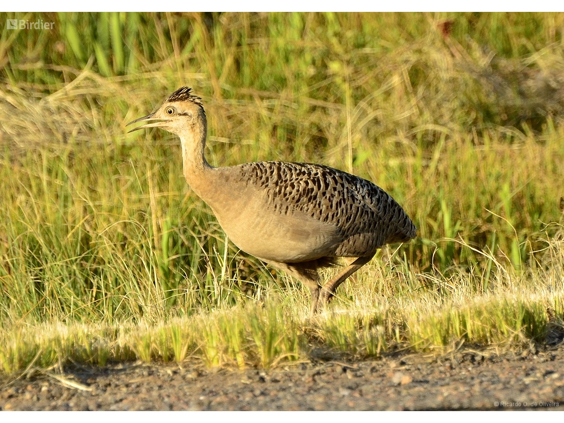 Rhynchotus rufescens