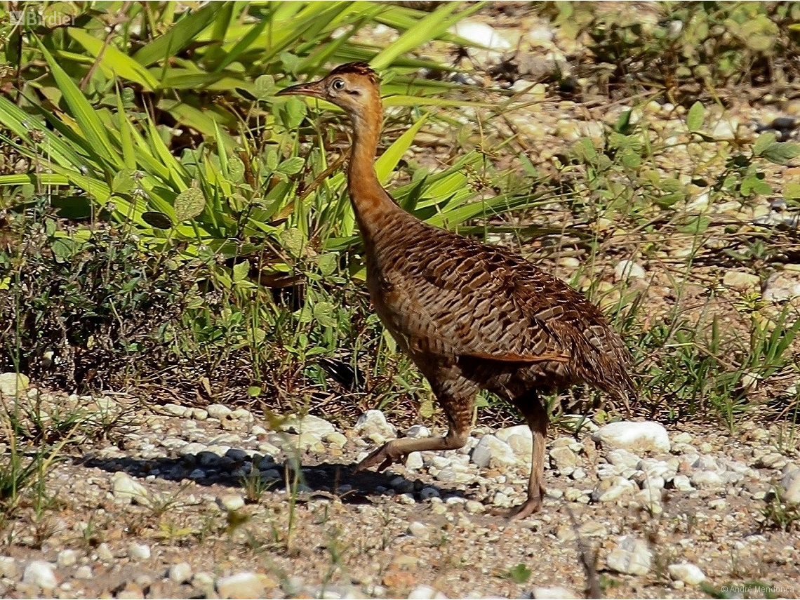 Rhynchotus rufescens