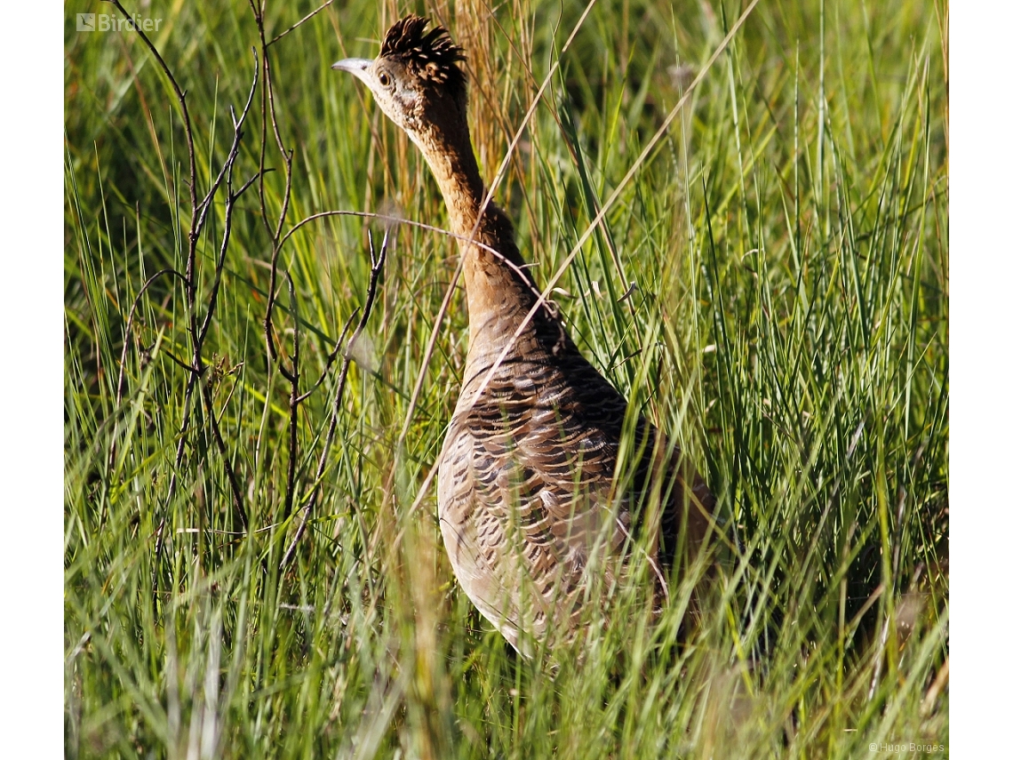 Rhynchotus rufescens