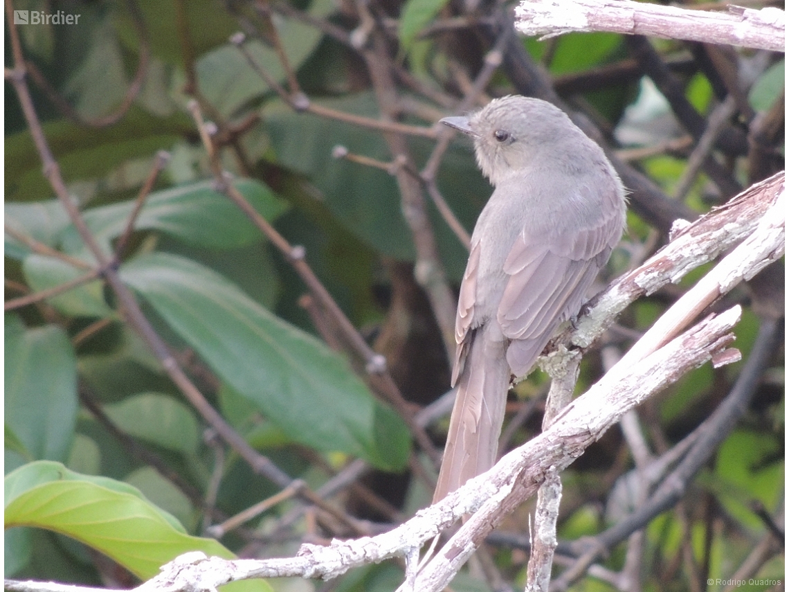 Rhytipterna simplex