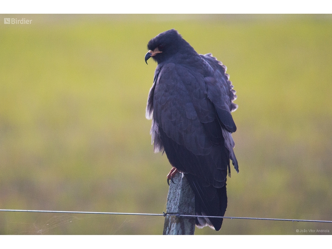 Rostrhamus sociabilis