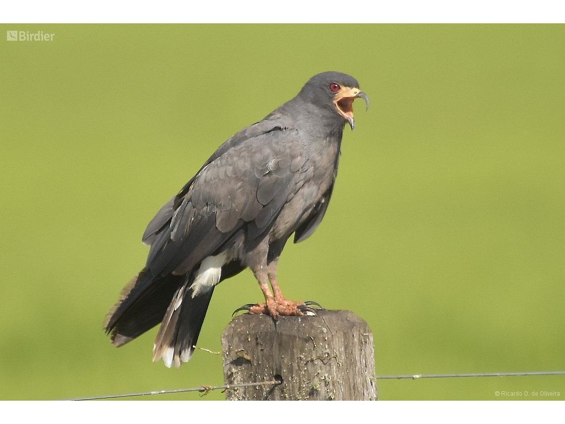 Rostrhamus sociabilis