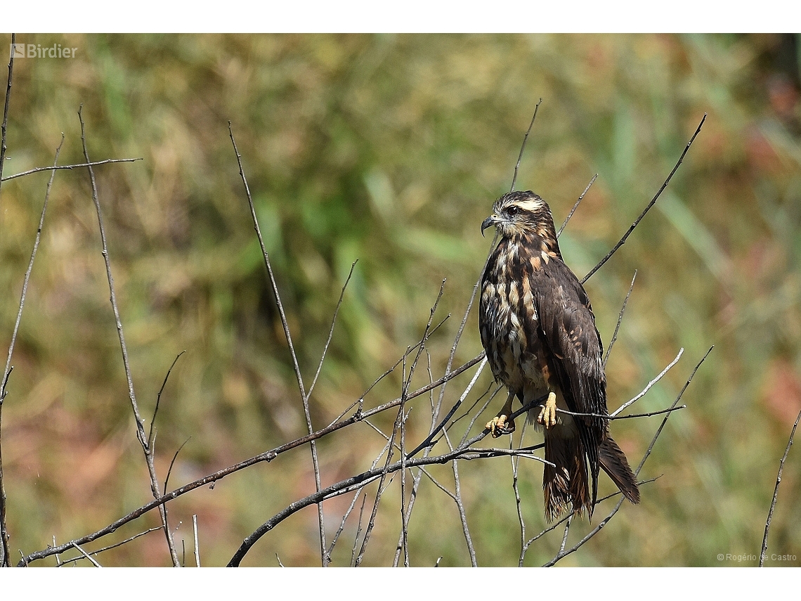 Rostrhamus sociabilis