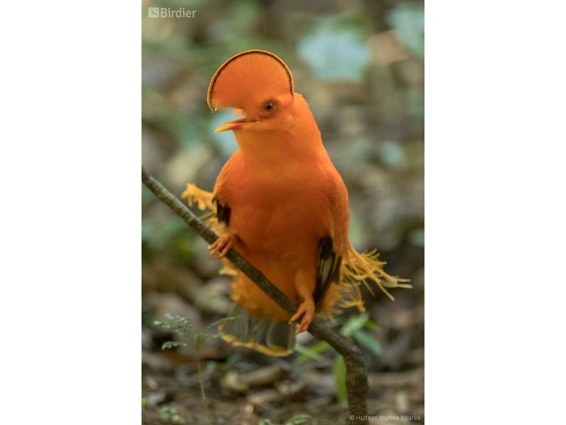 Rupicola rupicola