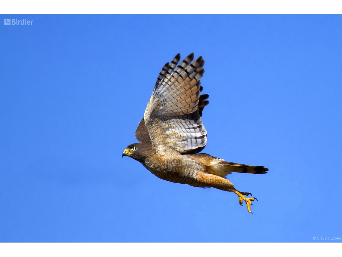 Rupornis magnirostris