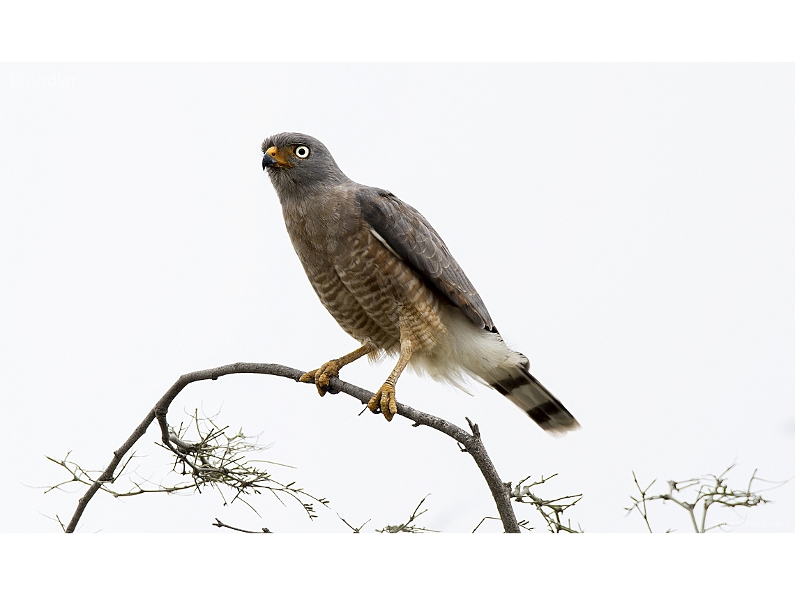 Rupornis magnirostris